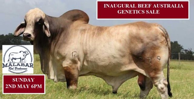 MALABAR REDS BEEF AUSTRALIA GENETICS SALE