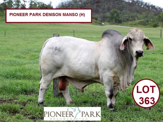 PIONEER PARK BRAHMANS SALE TEAM.