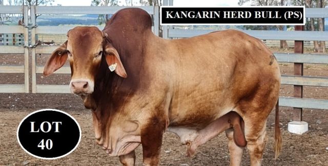 Kangarin Stud Feb All Breeds 2022