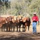 Go to Valera Vale Droughtmaster Sale