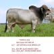 Go to ELMO SONS SHINE AT CATTLE IN MOTION SALE IN U.S.A.