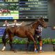 Arrowfield Stud Shines at Gold Coast Sales