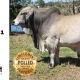 Go to Savannah and Pivot Brahmans (RBWS)