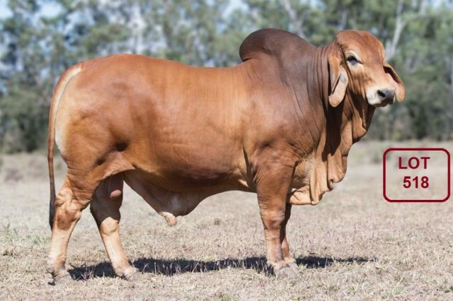 OOLINE Brahman Stud Brahman Sale Week Bulls