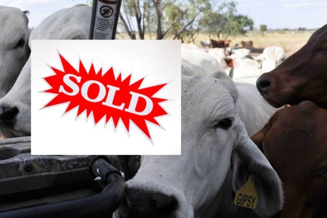 For sale 2 decks Stud quality grey Brahman heifers