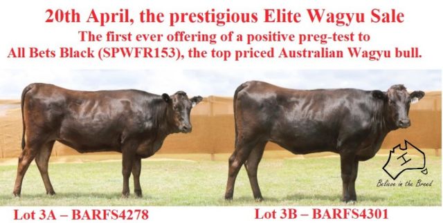 Elite Wagyu Sale Bar H Grazing Lot 3.
