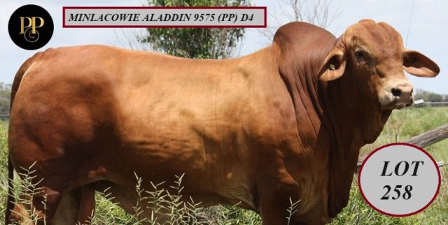 Minlacowie  Droughtmasters (FEB ALL BREEDS 2024)